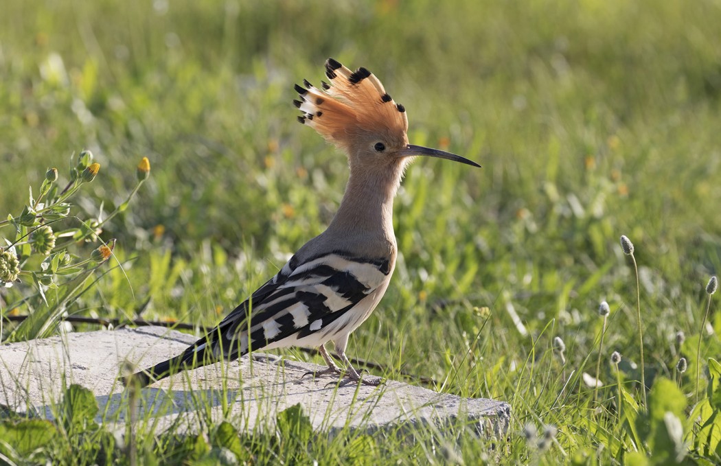 Common Hoopoe