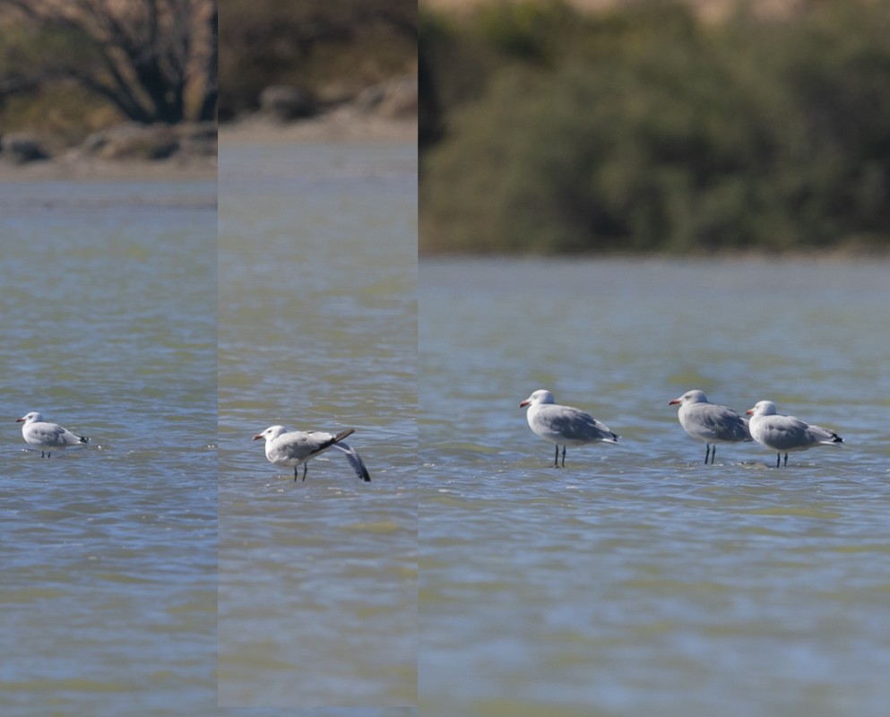 Audouin`s Gull