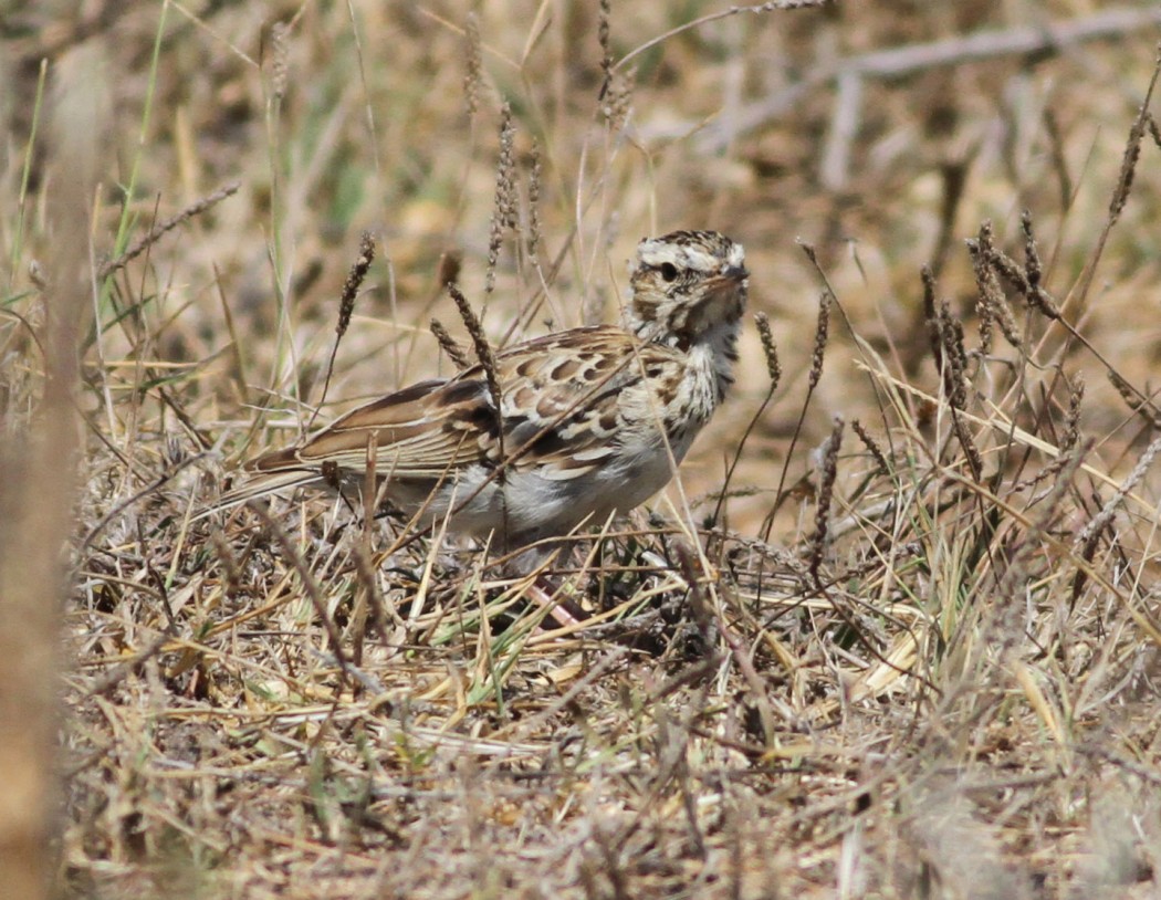 Woodlark