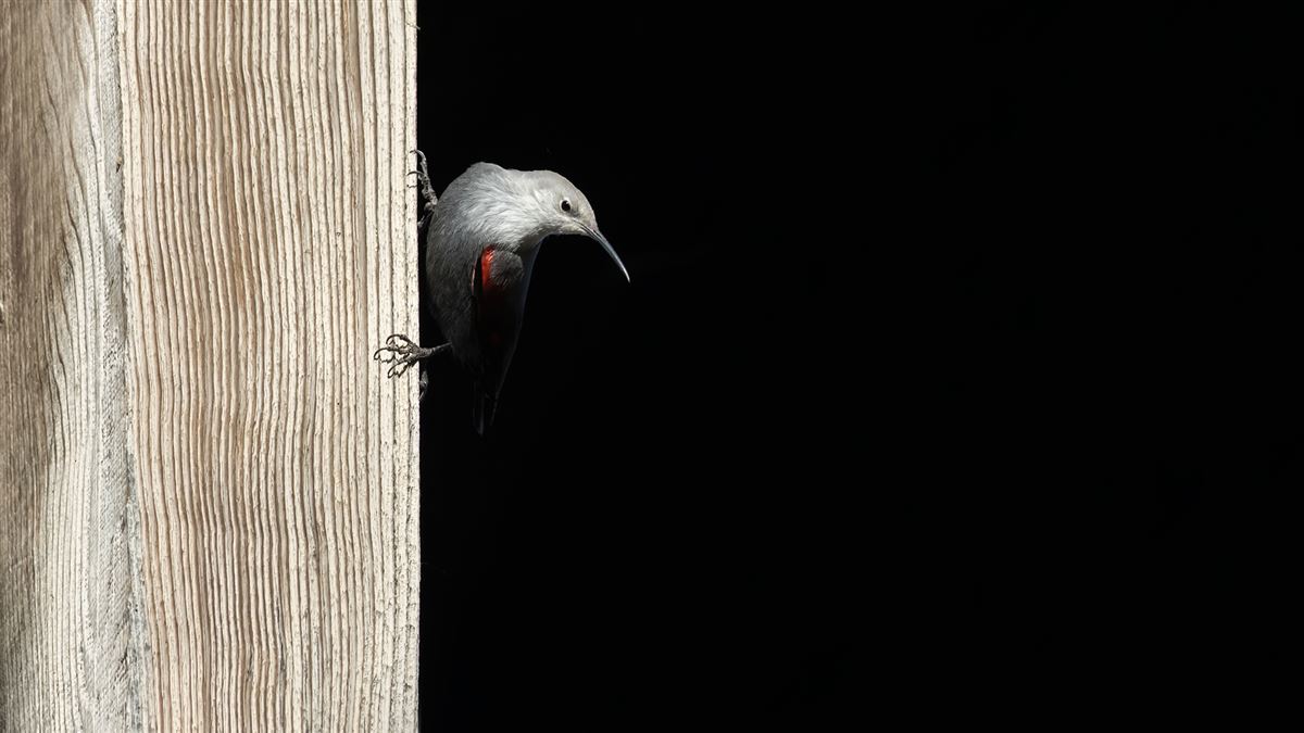 Wallcreeper