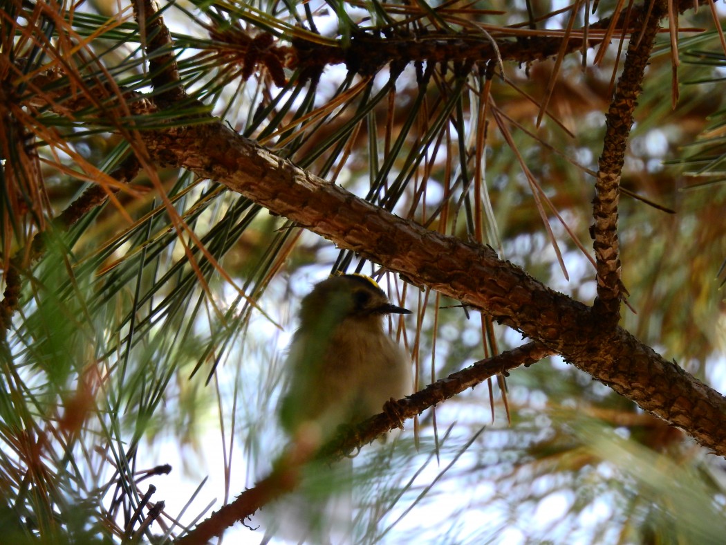 Goldcrest