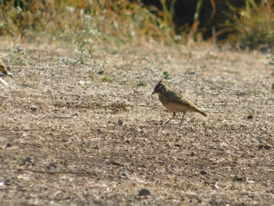 Crested Lark