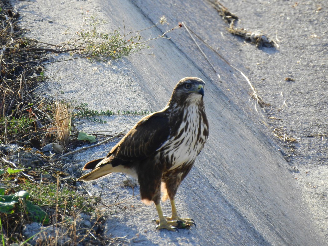 Long-legged Buzzard