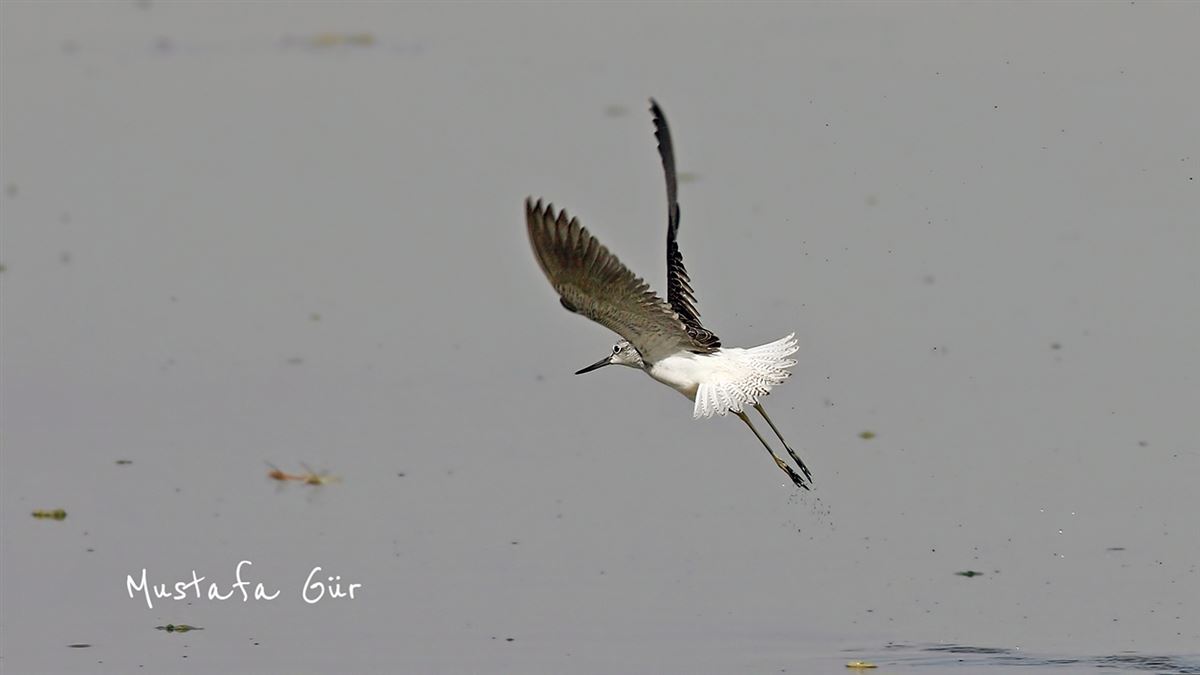 Common Greenshank