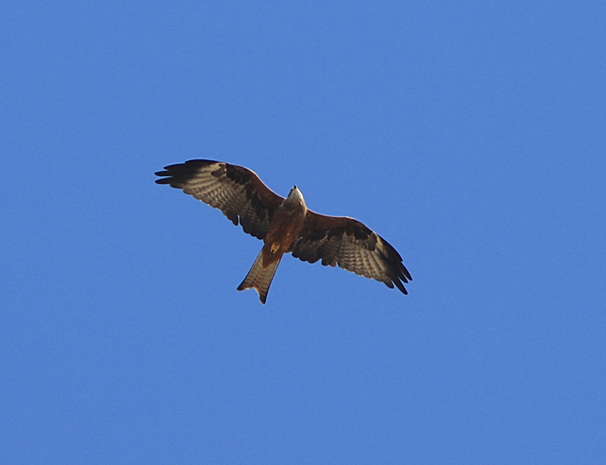 Black Kite