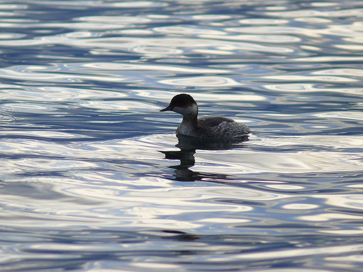 Black-necked Grebe