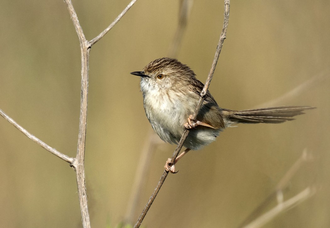 Delicate Prinia