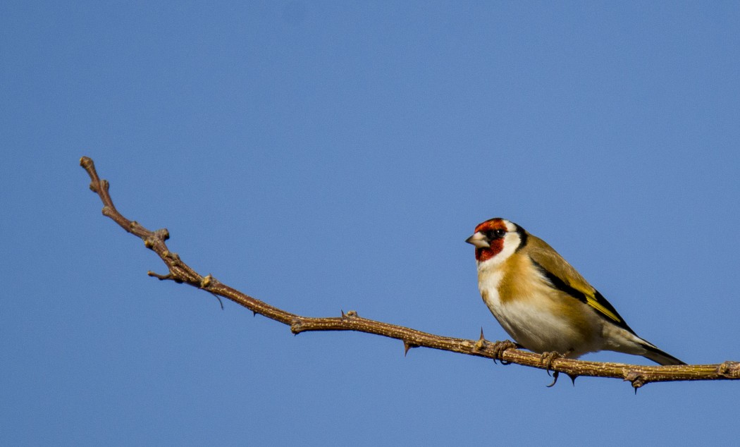 European Goldfinch