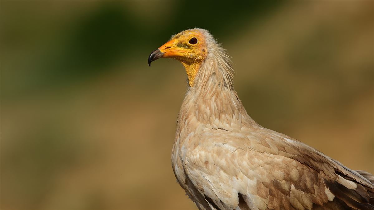 Egyptian Vulture
