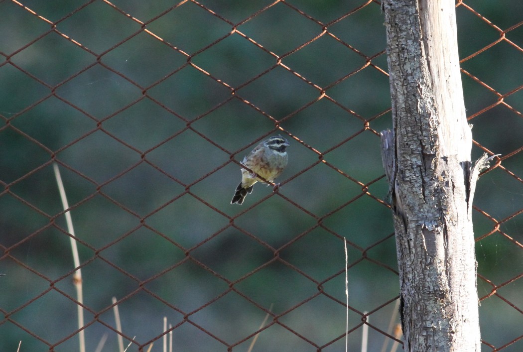 Cirl Bunting
