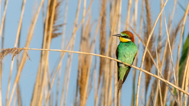 European Bee-eater