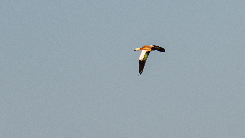 Ruddy Shelduck