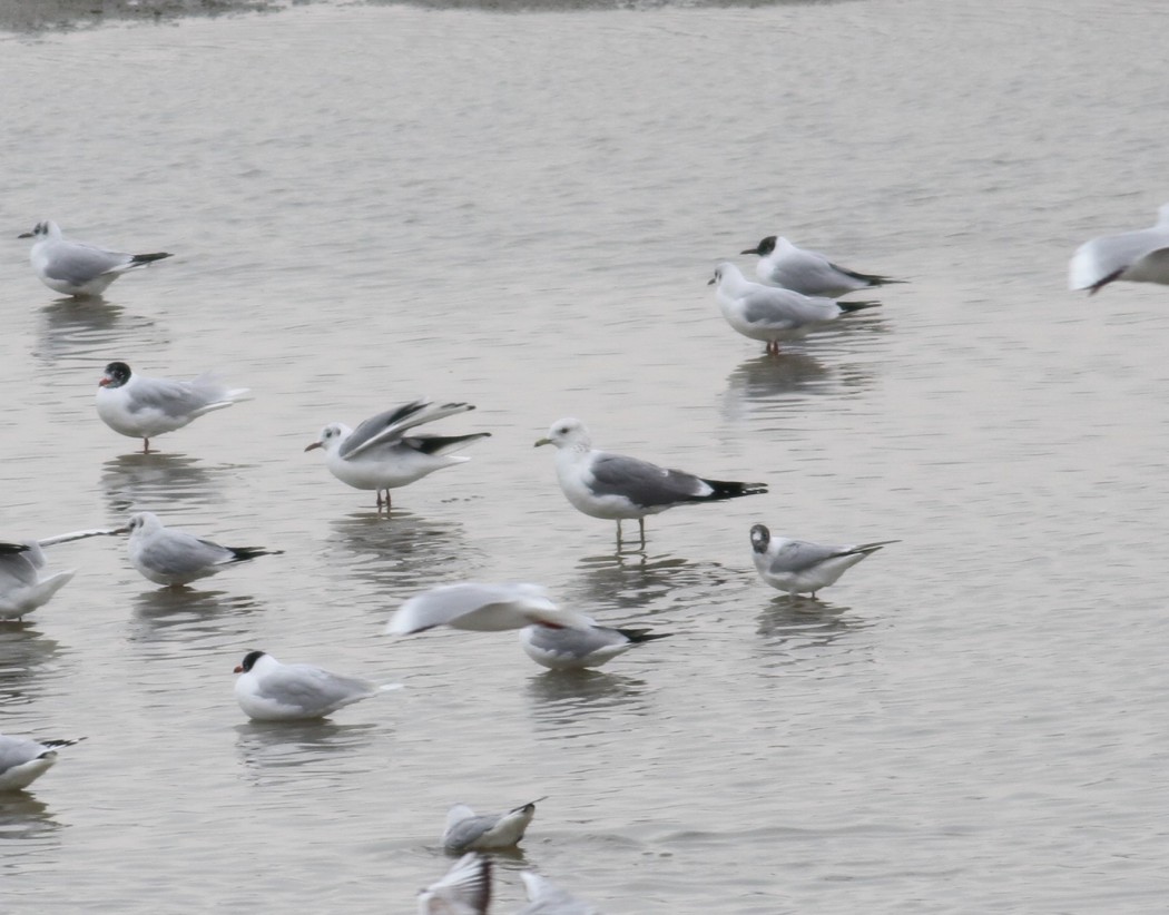 Common Gull
