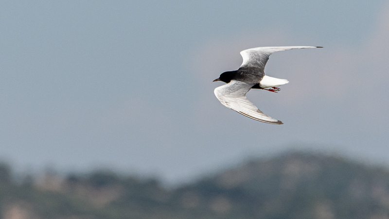 White-winged Tern