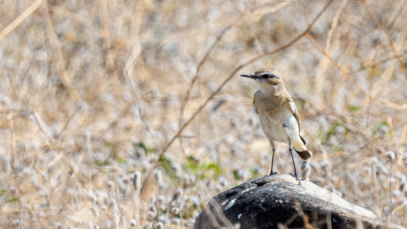 Isabelline Wheatear