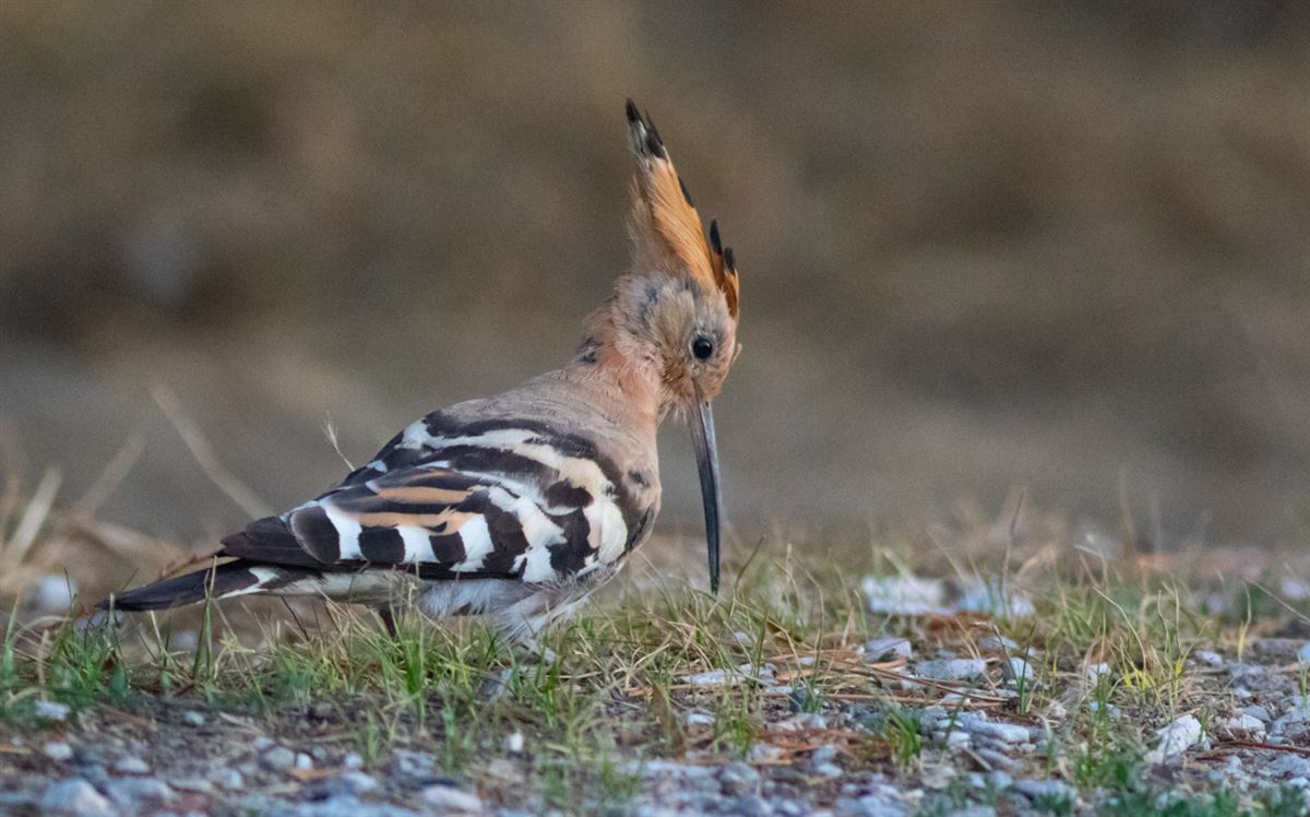 Common Hoopoe