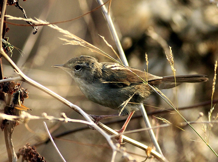 Cetti`s Warbler