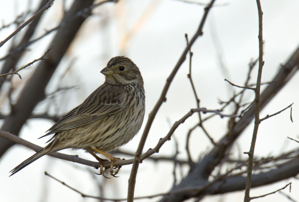 Corn Bunting