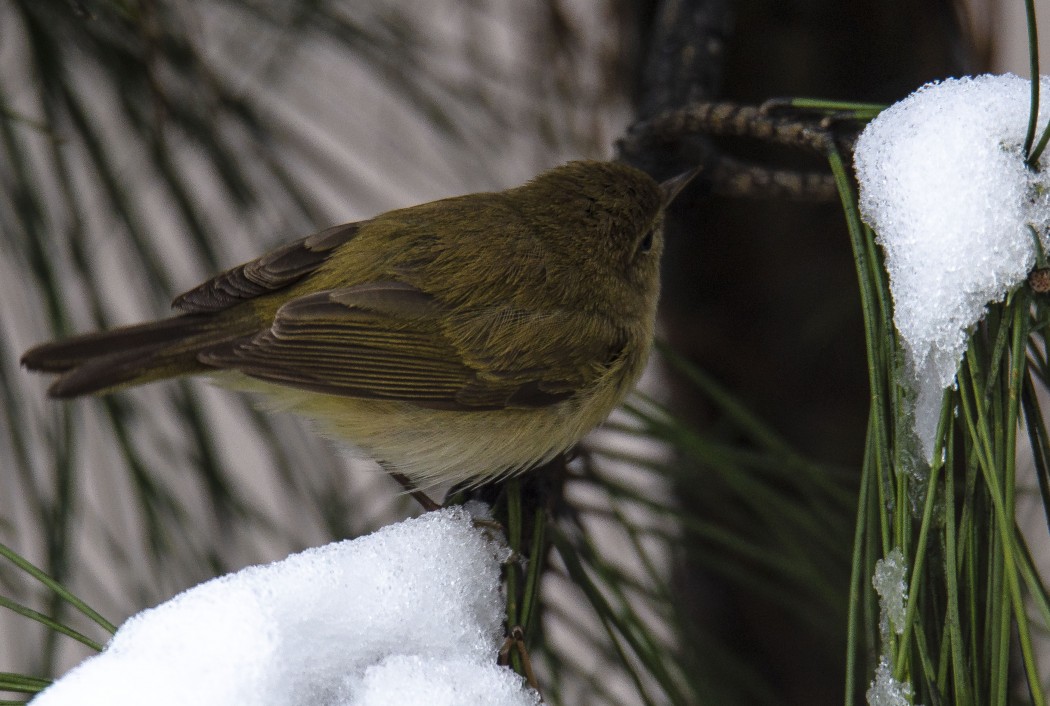 Common Chiffchaff