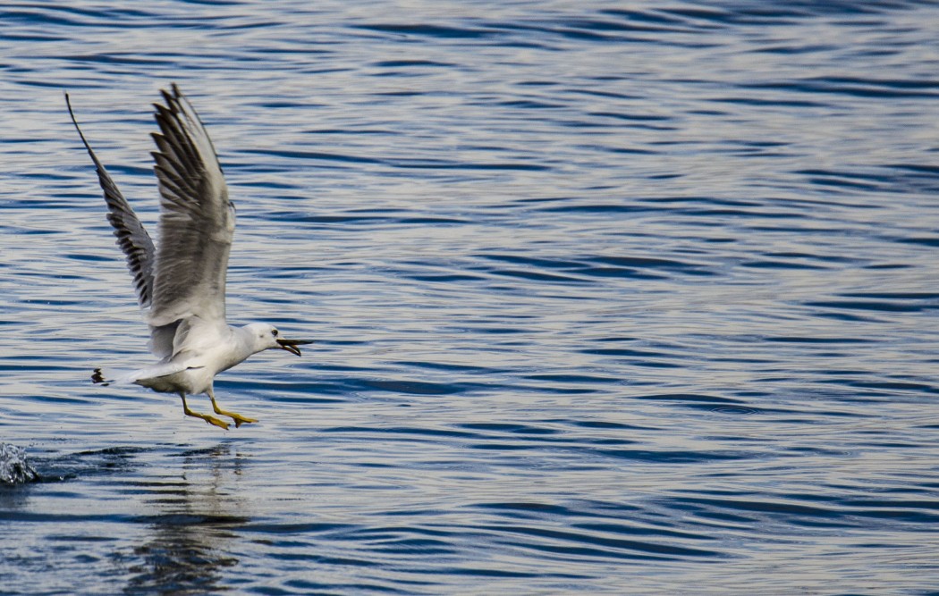 Slender-billed Gull