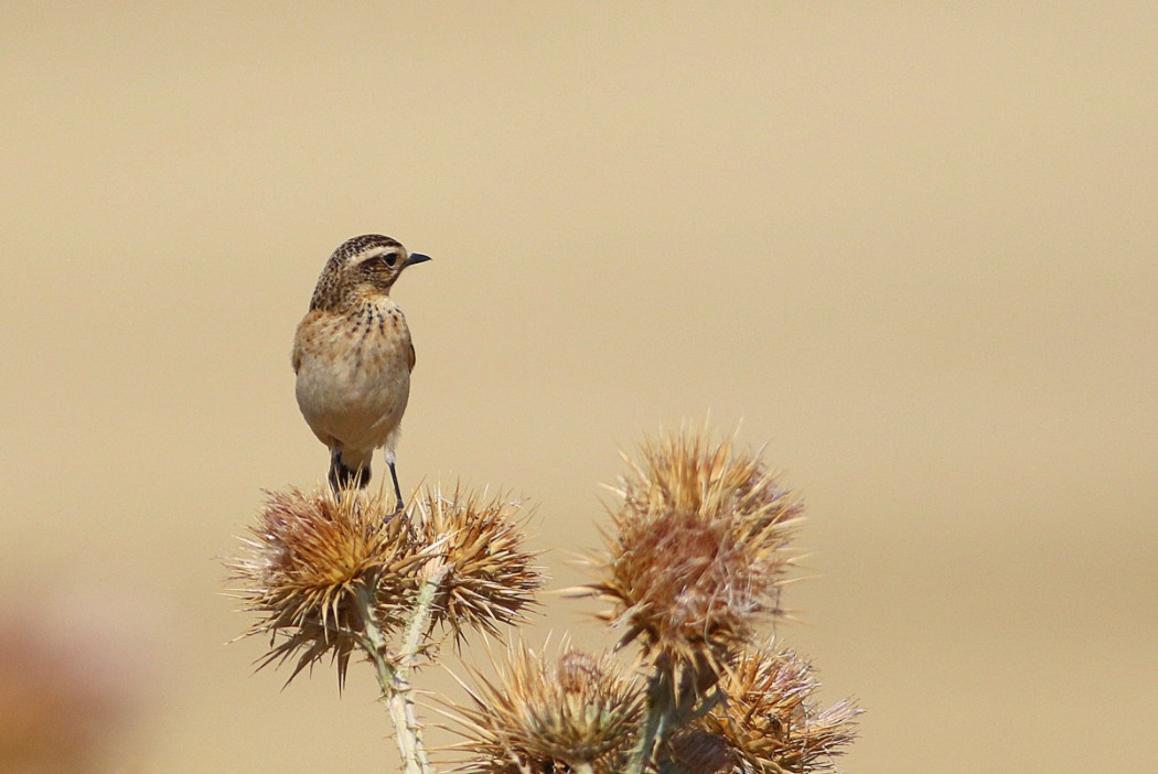 Whinchat