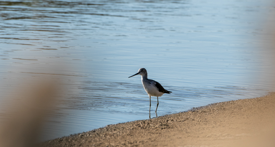 Common Greenshank