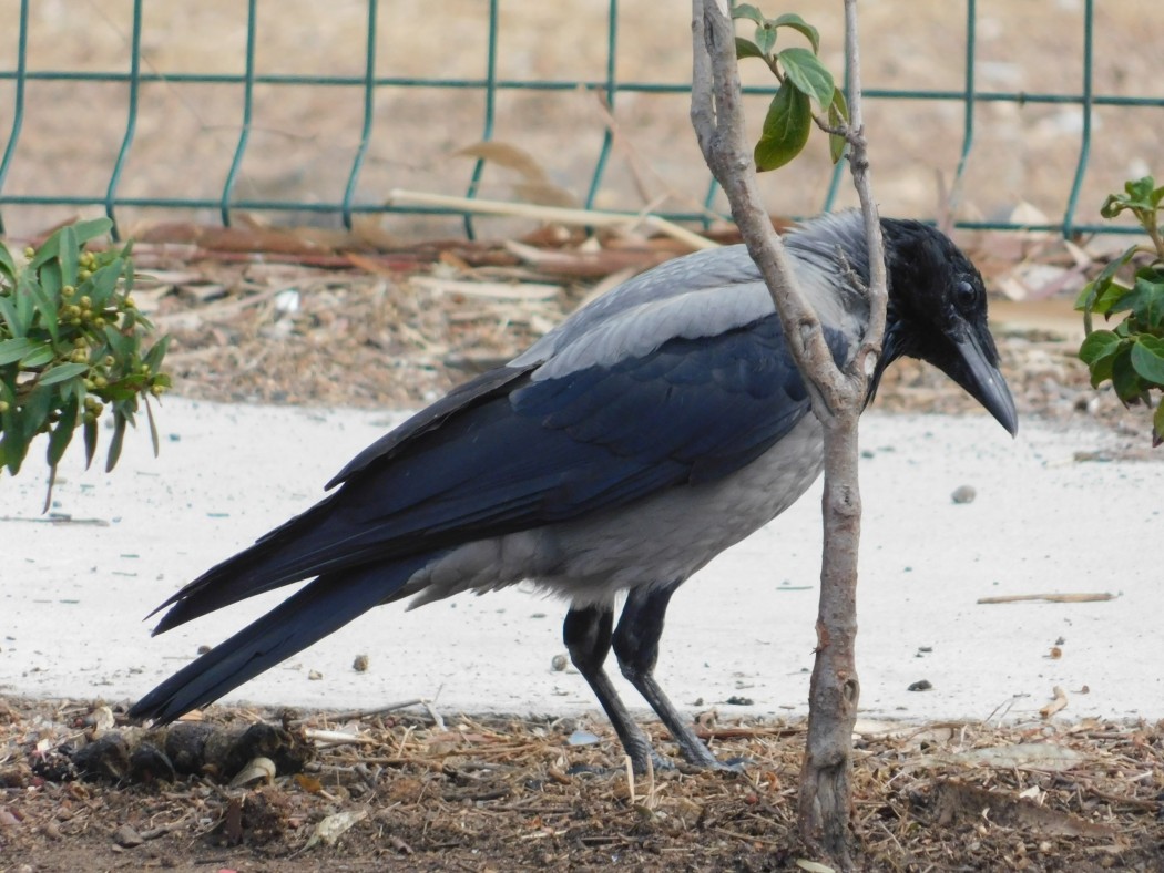 Hooded Crow