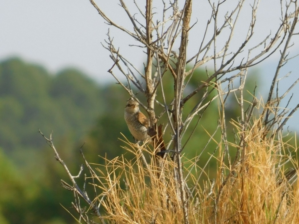 Red-backed Shrike