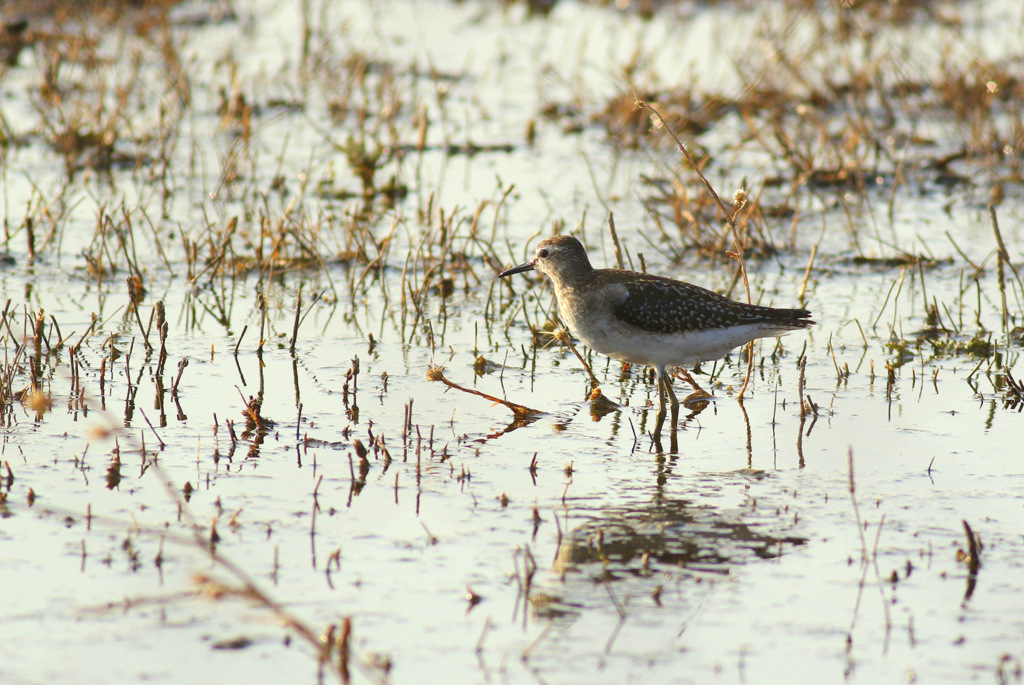 Wood Sandpiper