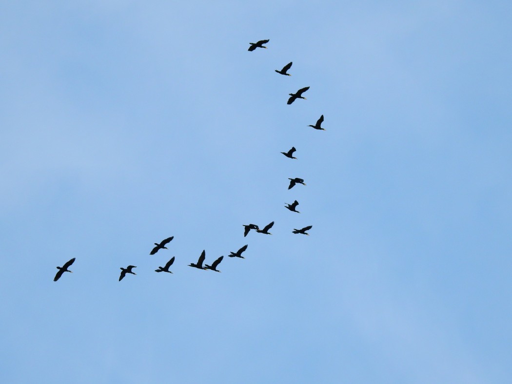 Great Cormorant