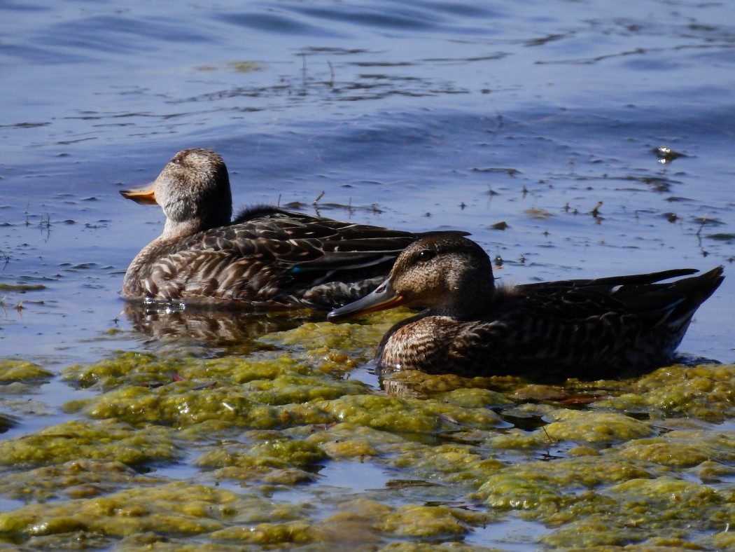 Eurasian Teal