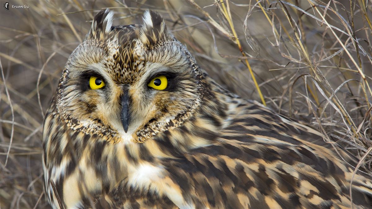 Short-eared Owl