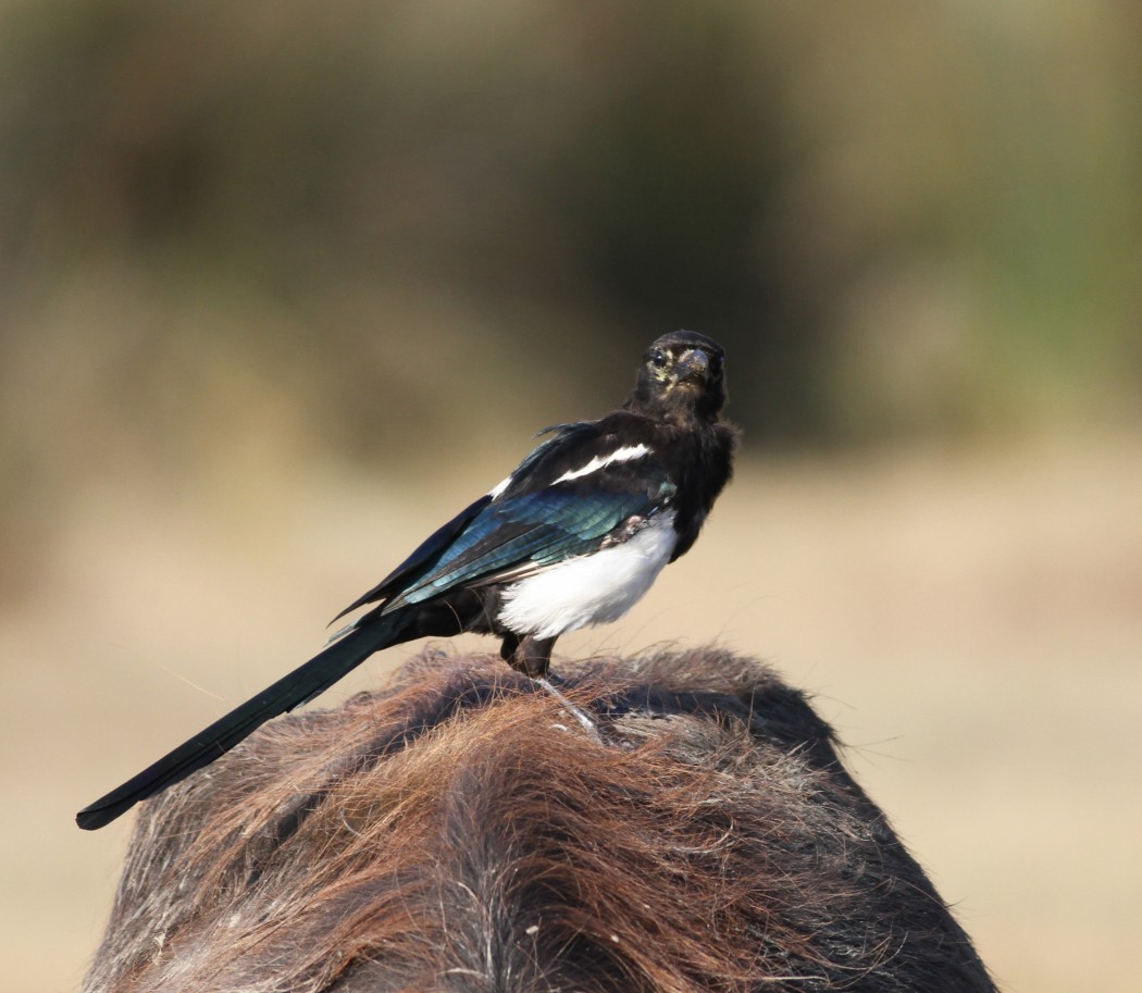 Eurasian Magpie