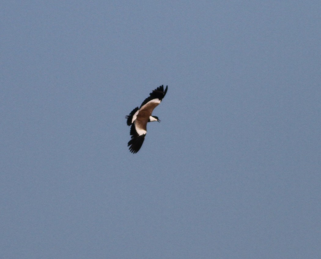 Spur-winged Lapwing