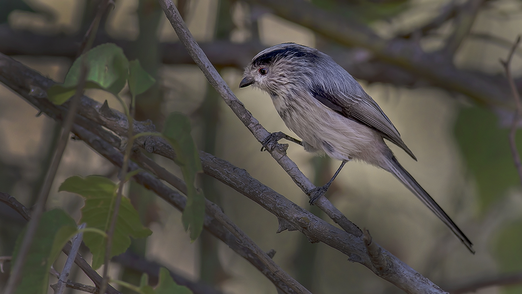 Long-tailed Tit