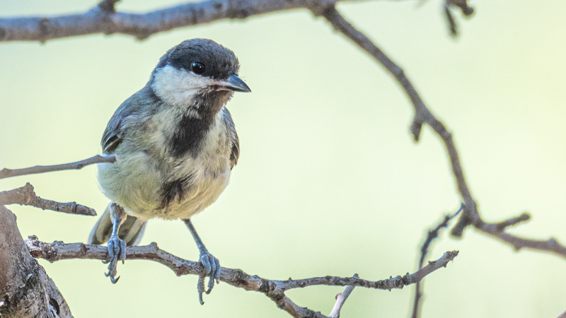 Great Tit
