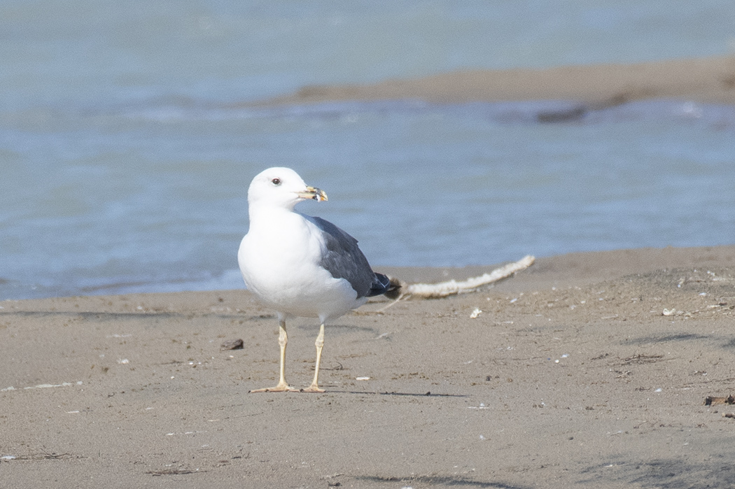 Caspian Gull