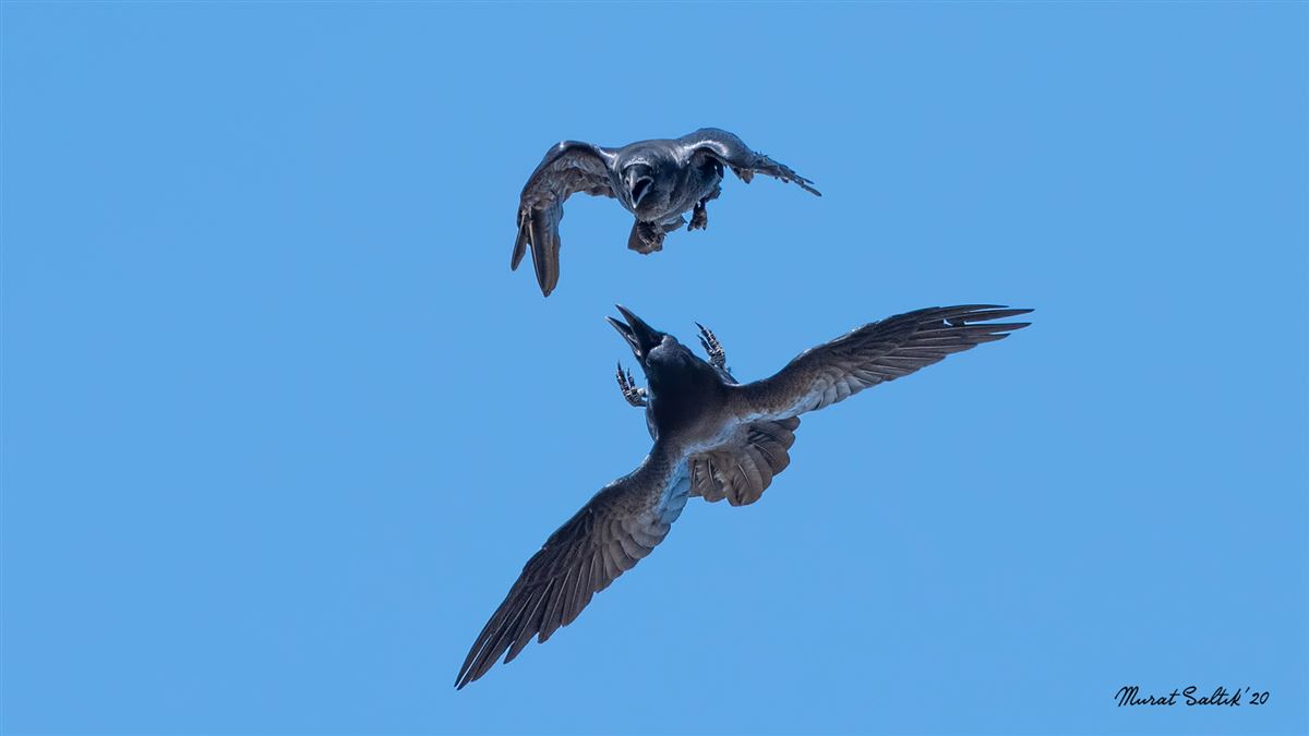 Northern Raven