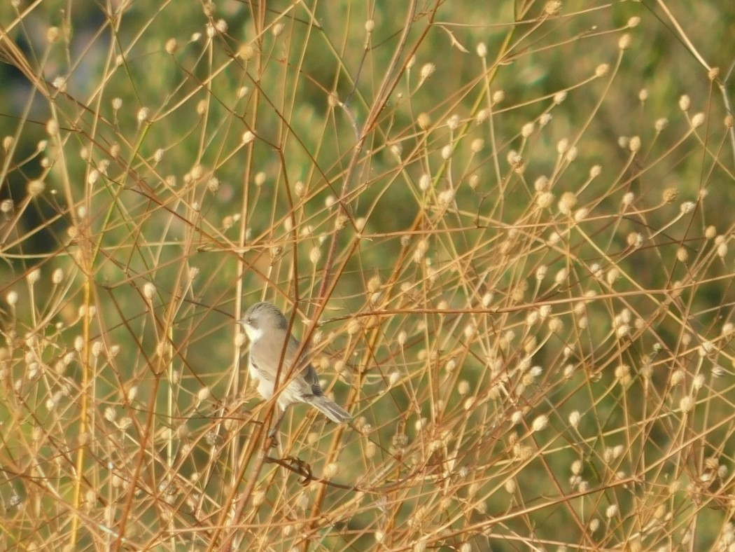 Lesser Whitethroat