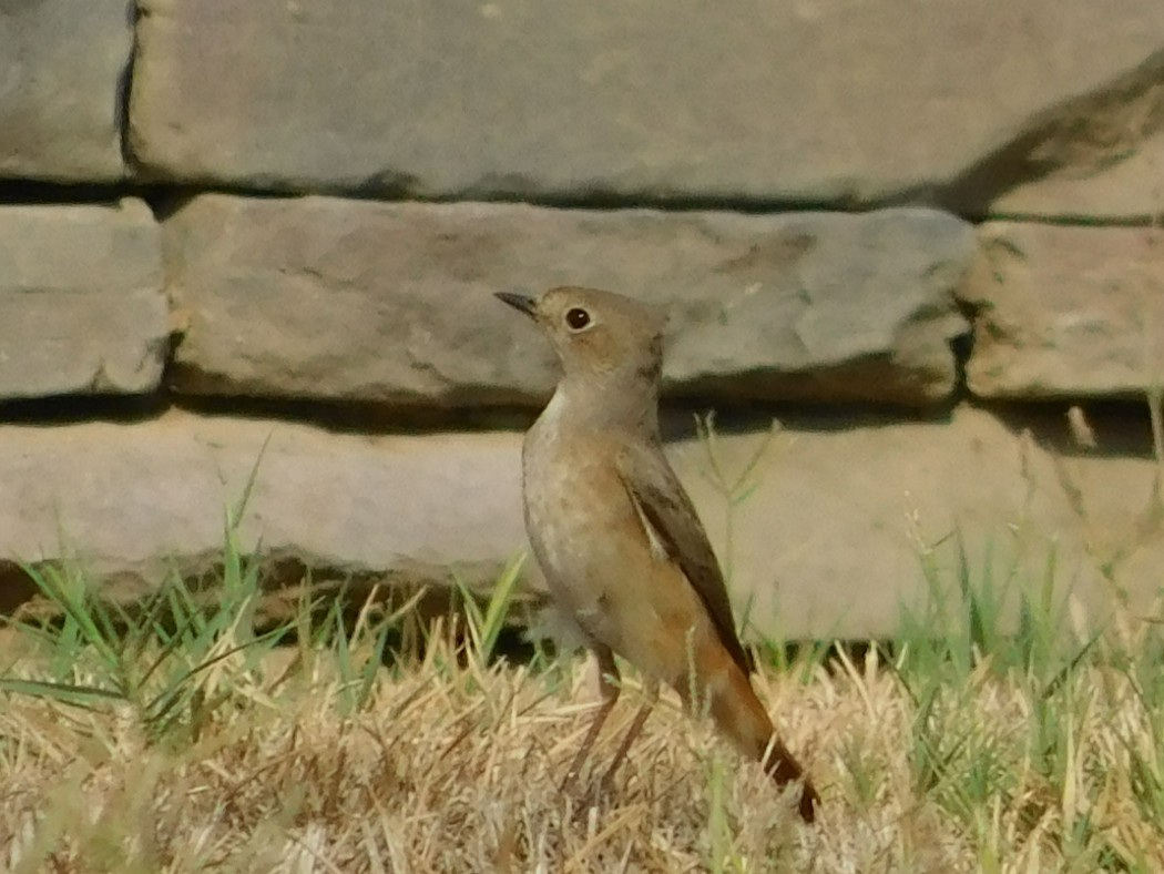 Common Redstart