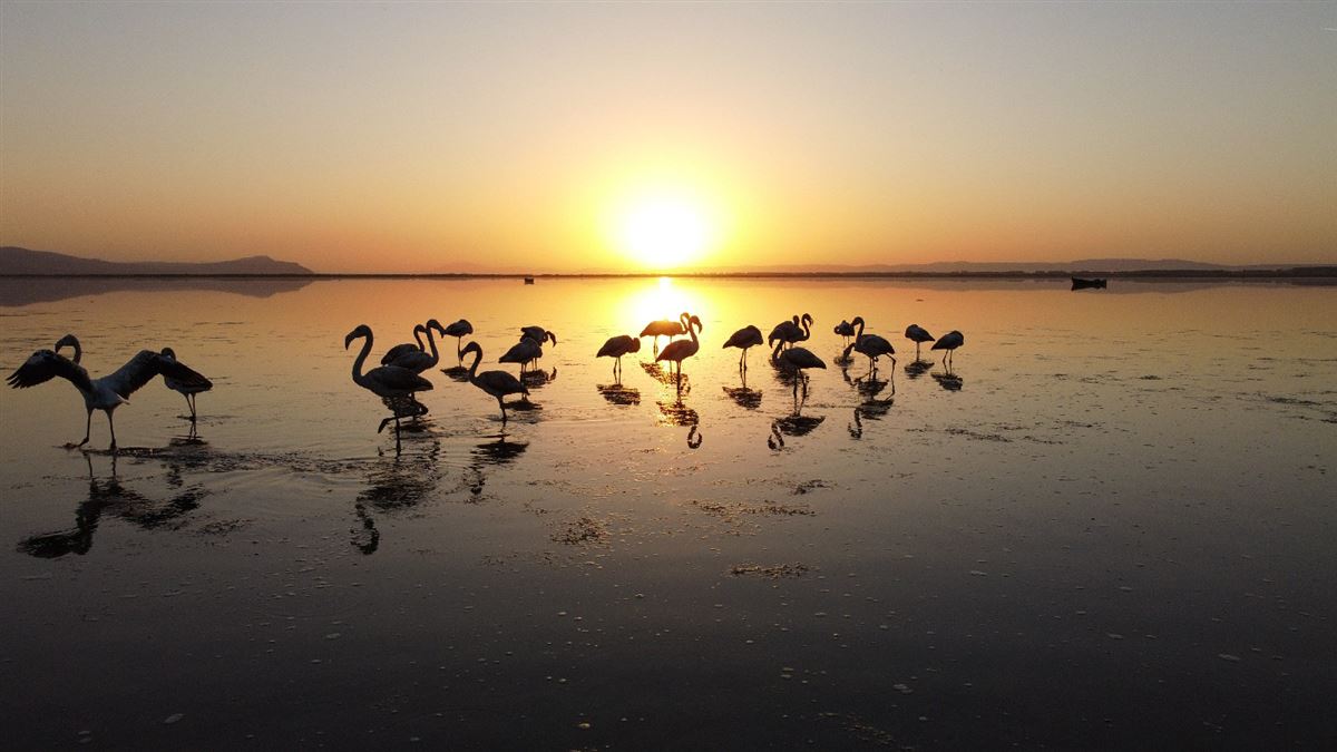 Greater Flamingo