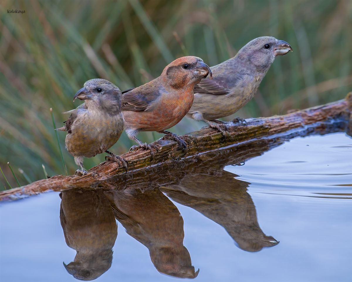 Red Crossbill
