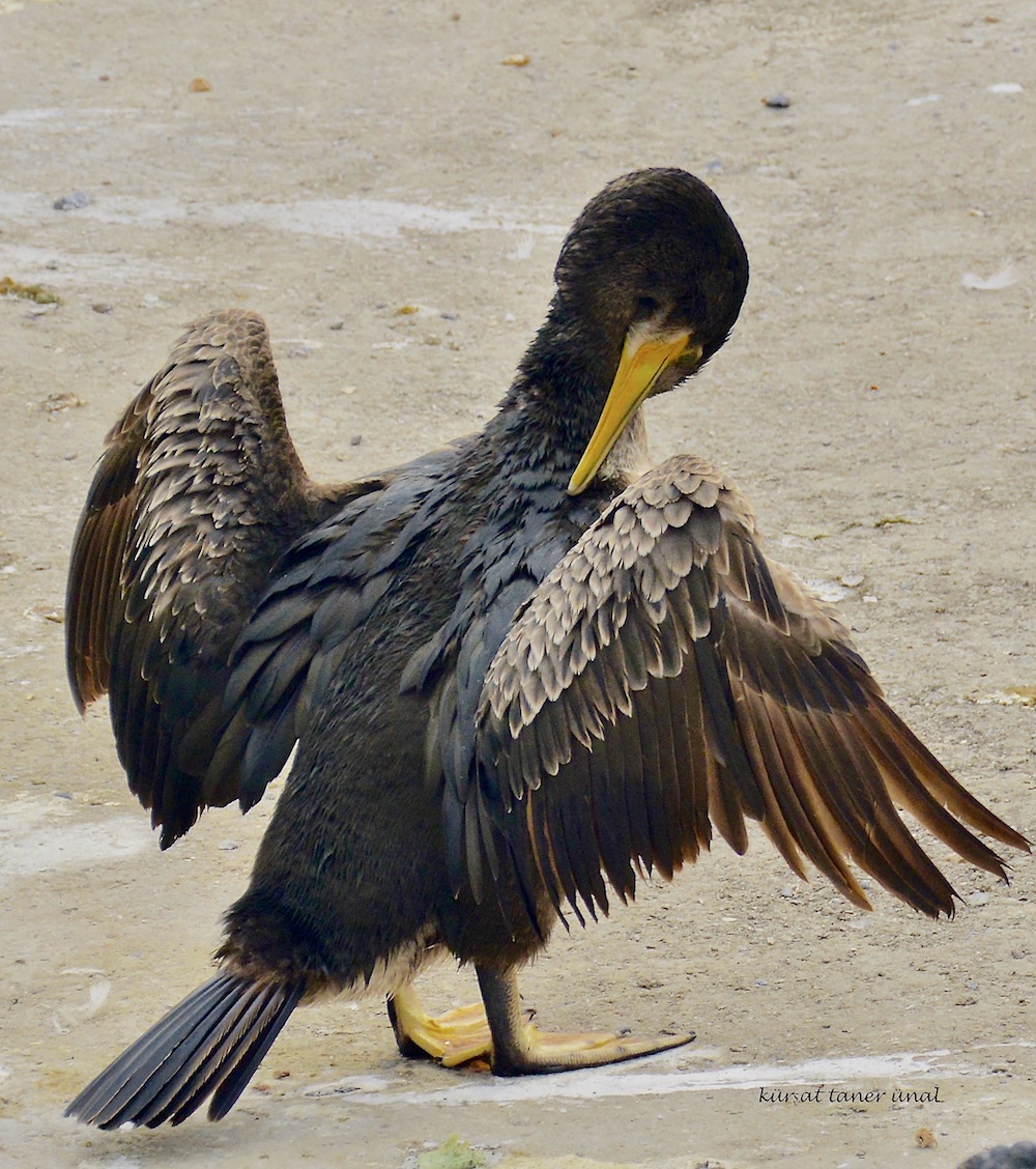 Great Cormorant