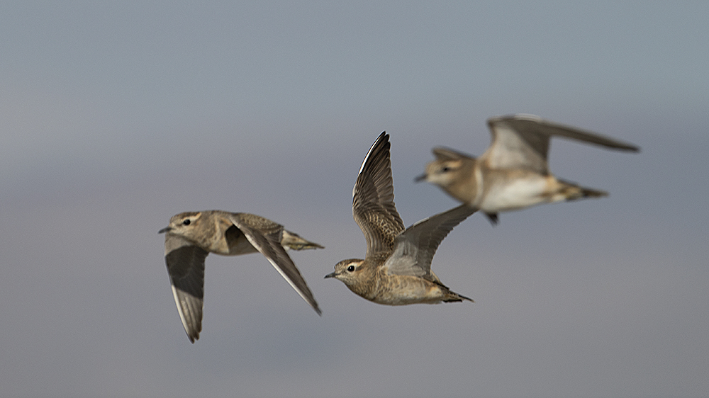 Eurasian Dotterel