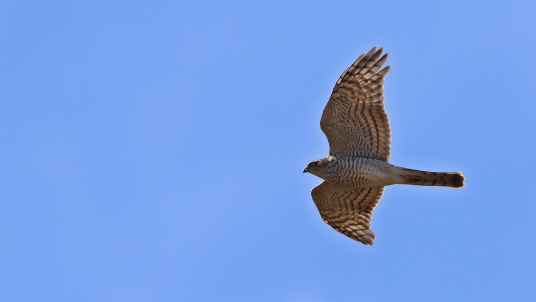 Eurasian Sparrowhawk