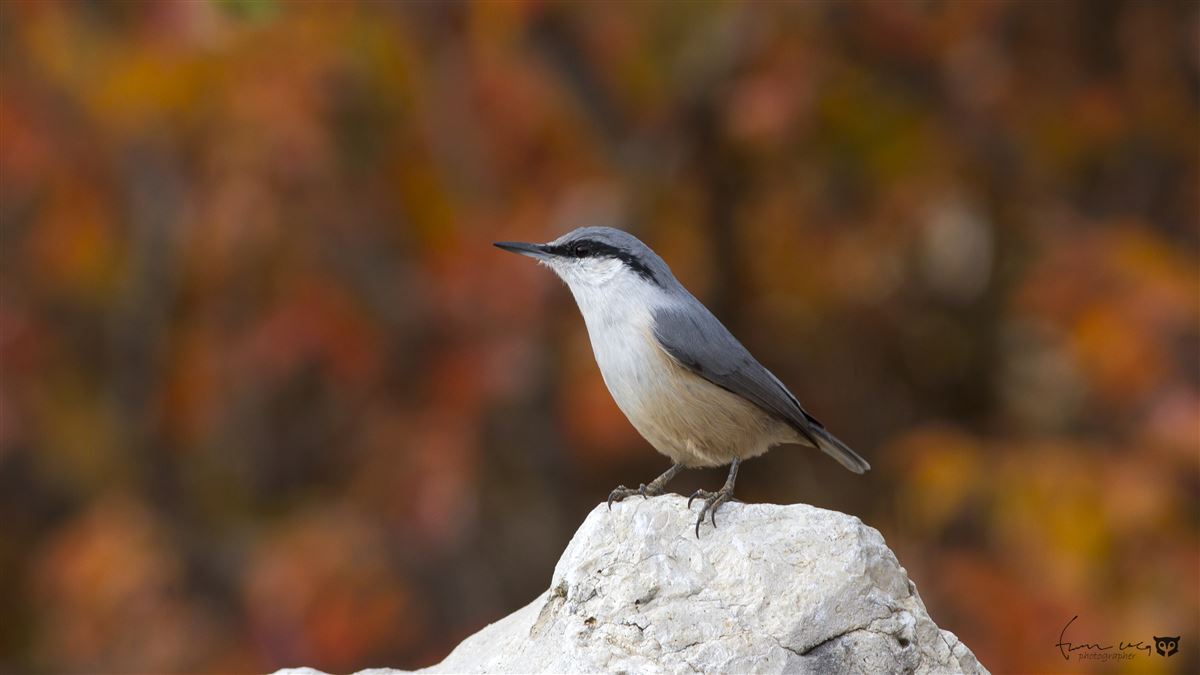 Western Rock Nuthatch