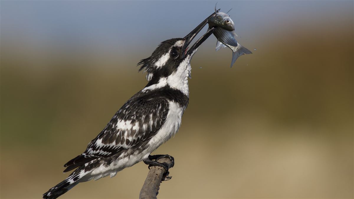 Pied Kingfisher