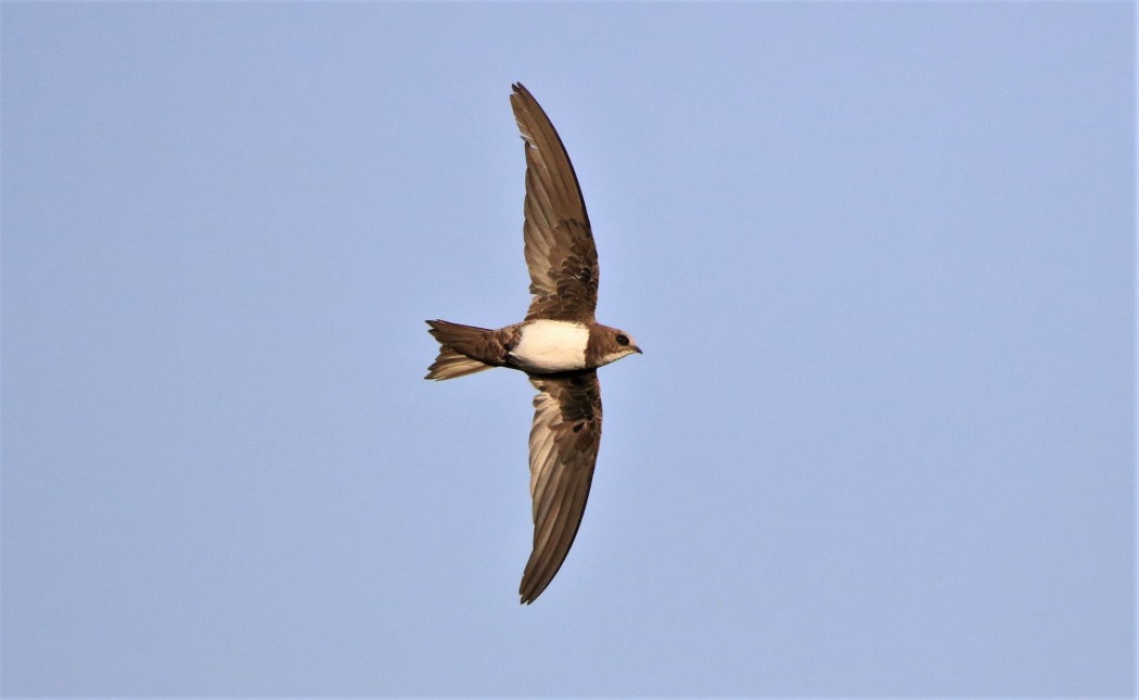 Alpine Swift