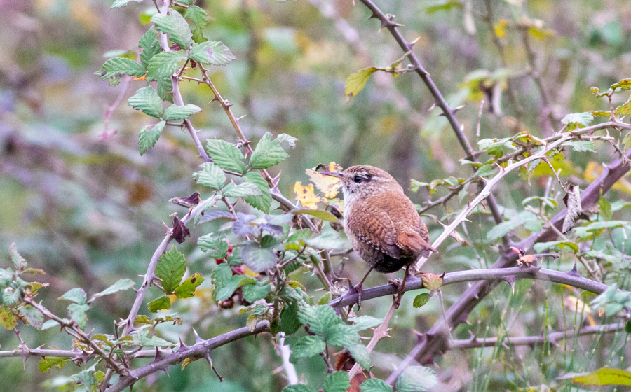 Eurasian Wren