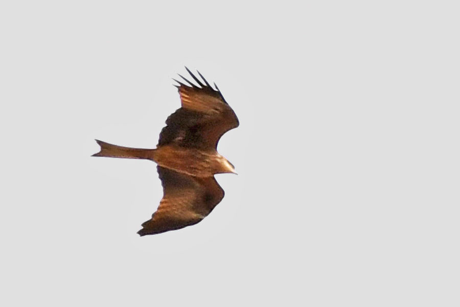 Black Kite
